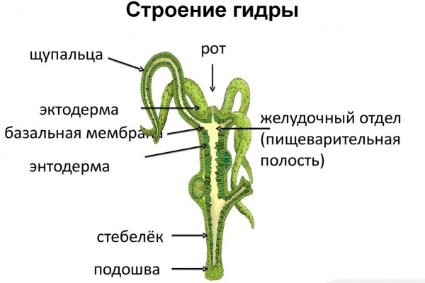 Kraken 19 at сайт